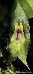 Lepanthes prolifera