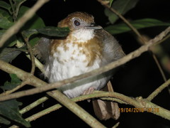 Illadopsis turdina