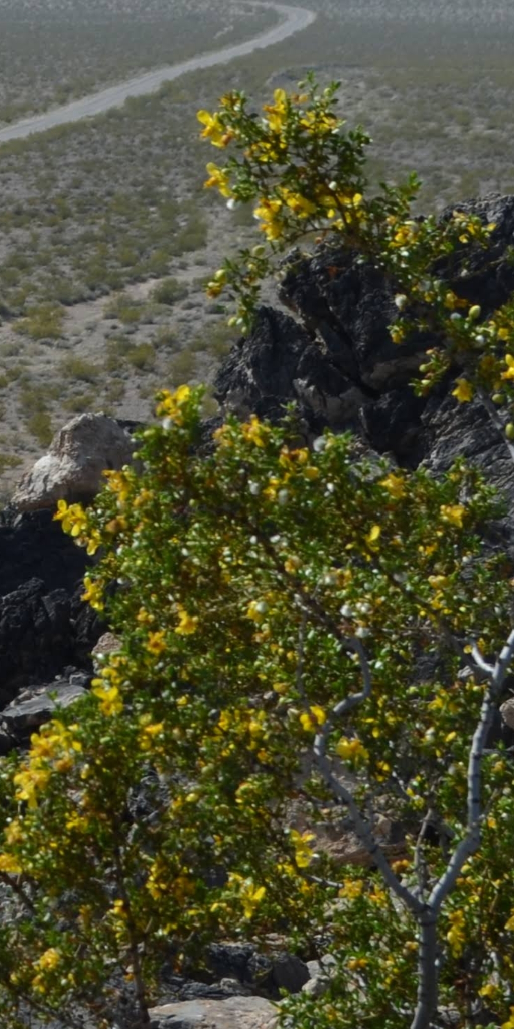 Larrea tridentata
