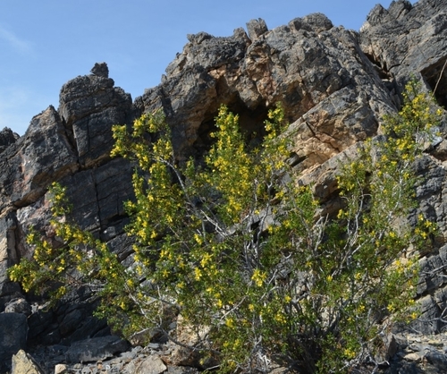 Larrea tridentata