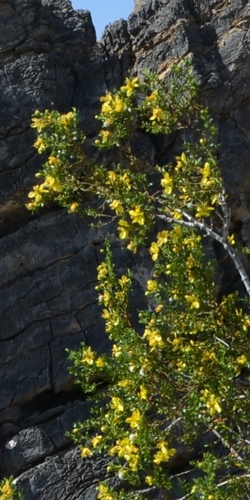 Larrea tridentata