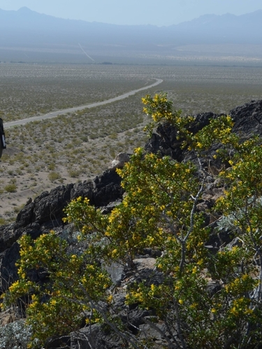 Larrea tridentata