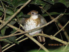 Illadopsis turdina
