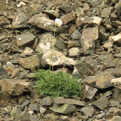Papaver pseudocanescens