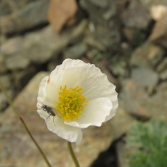 Papaver pseudocanescens
