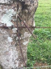 recurso medios de Trichocentrum cebolleta