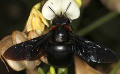 Xylocopa flavorufa