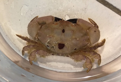 Risso's Crab
