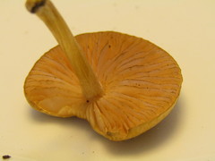 Entoloma excentricum