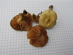 Entoloma excentricum