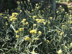 Achyrocline flaccida