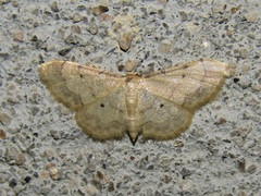 Idaea politaria