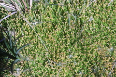 Scleranthus biflorus