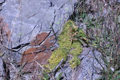 Scleranthus biflorus