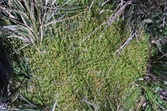 Scleranthus biflorus