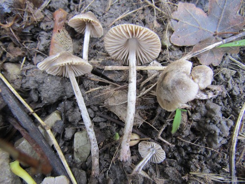 Entoloma araneosum