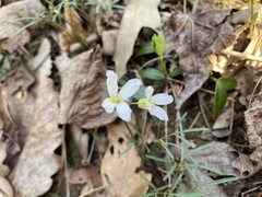 Cardamine dissecta