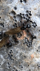 Camponotus vicinus