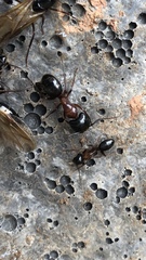 Camponotus vicinus