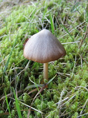 Entoloma conferendum