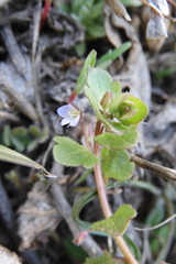 Veronica sublobata