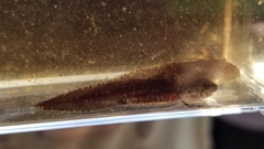 Ambystoma opacum