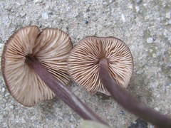 Entoloma allochroum