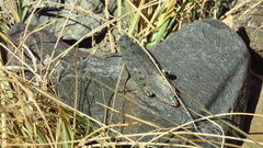 Bryodemella tuberculata