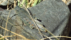 Bryodemella tuberculata