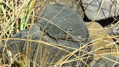 Bryodemella tuberculata