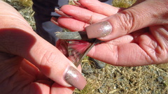 Bryodemella tuberculata