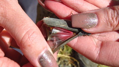 Bryodemella tuberculata