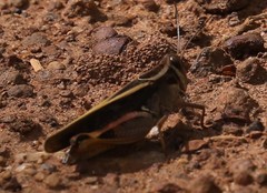 Acorypha mossambica