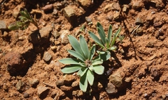 Gethyllis roggeveldensis