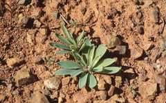 Gethyllis roggeveldensis