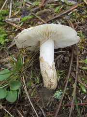 Chamaemyces fracidus