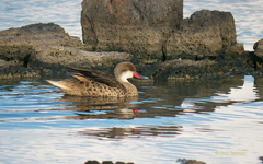 Anas bahamensis galapagensis