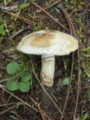 Chamaemyces fracidus