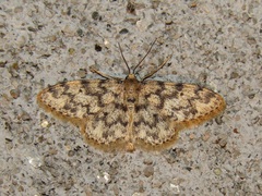 Idaea contiguaria