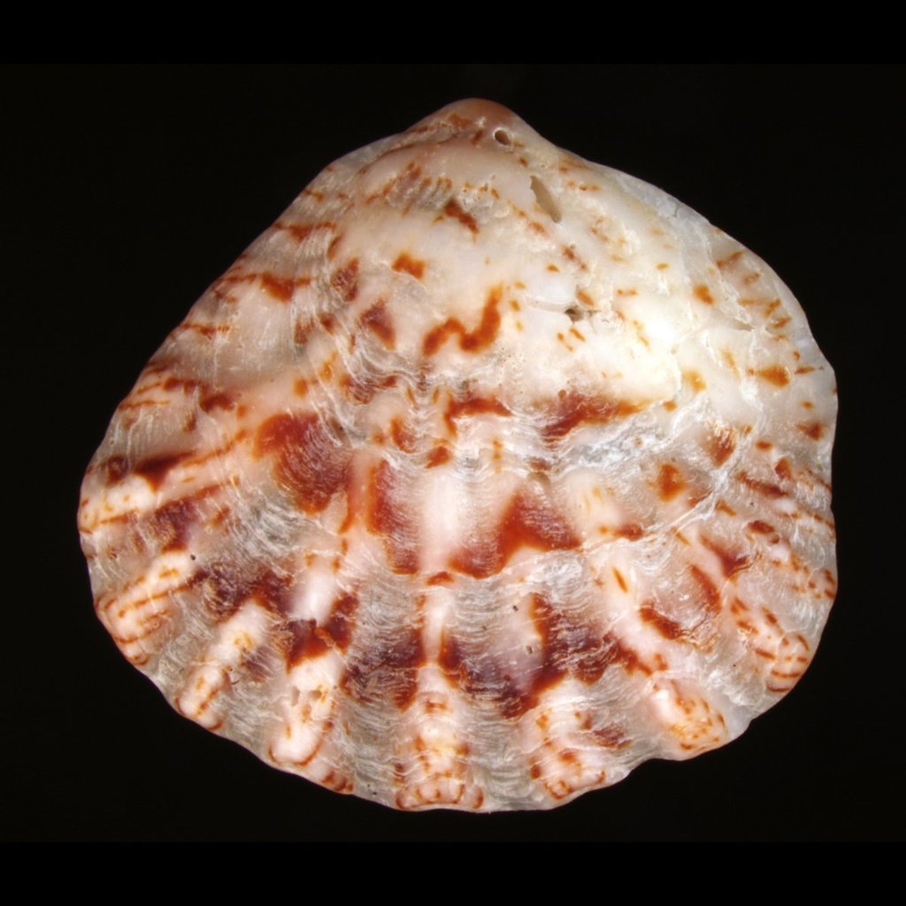 Plicatuloidea
