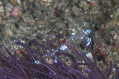 Macrodactyla doreensis