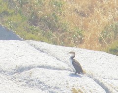 Phalacrocorax carbo lucidus