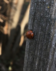 Coccinella septempunctata