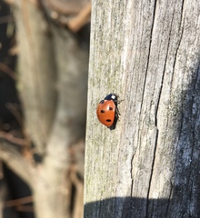 Coccinella septempunctata
