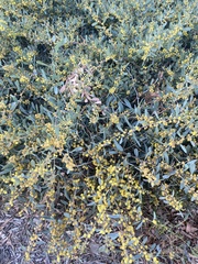 Acacia redolens