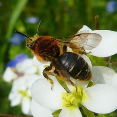Andrena lagopus