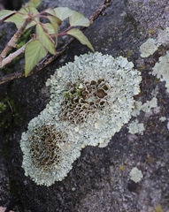 Xanthoparmelia tinctina