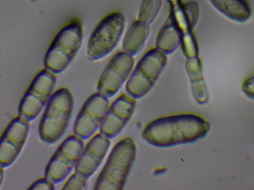 Blumeria graminicola