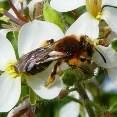 Andrena lagopus
