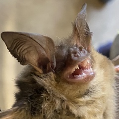 Nyctophilus geoffroyi